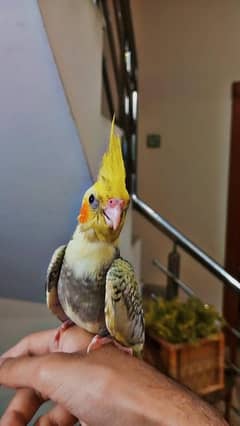Cockatail hand tame and breader