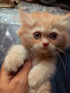 Extreme Punch With Triple Coated Kitten