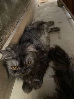 Persian cats 1 male and 2 female