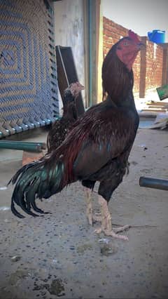 Old blood line lakha breeder murga