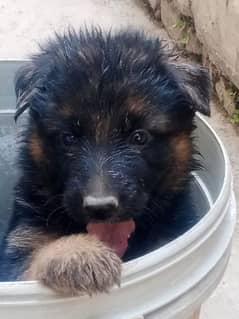 German shepherd long coat female pups