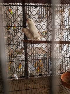 albino