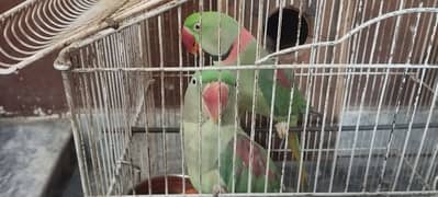 raw parrot jora seel