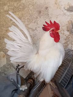 Japanese bantum top quality male breeder