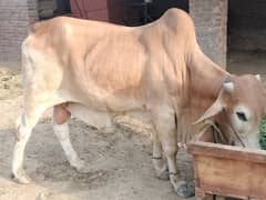 sahiwal