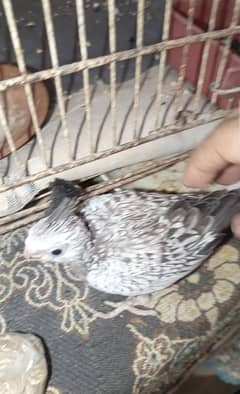 cocktails chicks