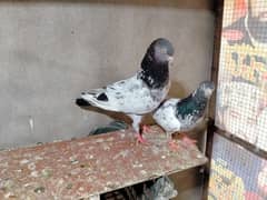 breeder pair urgent looking for new home
