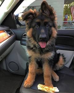German Shepherd and / Puppies =/WhatsApp 03287625932