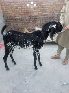 Bakra