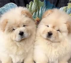 puppies