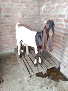 Bakra for sale