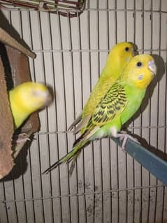 Australian parrots