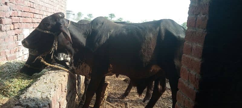 Qurbani janwar janwar desi cholistani bull/bachra 1