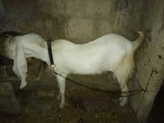 Qurbani Bakra for Sale – 4 Danth | Gulabi | Rs. 70000 (Urgent)