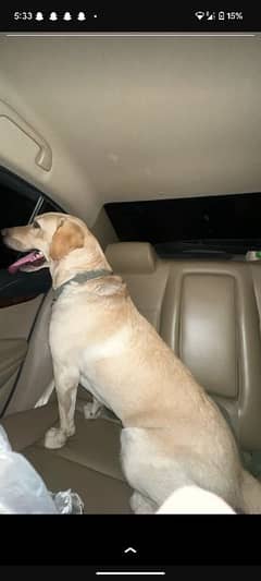 Labrador Retriever