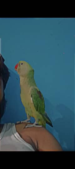 raw parrot baby