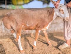 Turkey Sheep