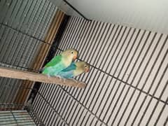 love birds