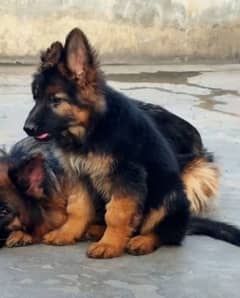 German Shepherd and / Puppies =/WhatsApp 03287625932