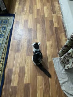 Persion cat 3 months age