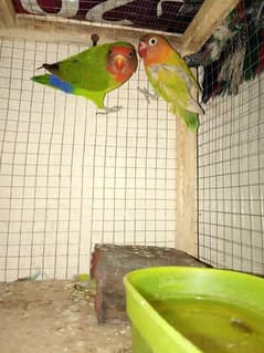Love birds