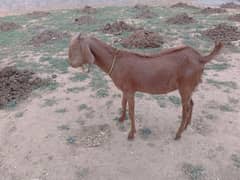 qurbani