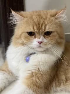 Persian Male Cat ( Punch Face )