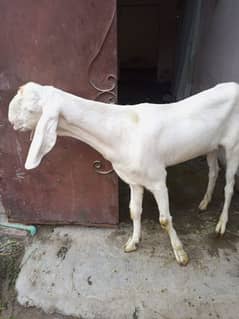 Bakra