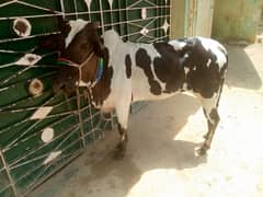 husain
