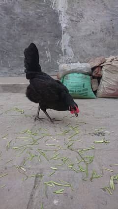 golden misri hens for sale