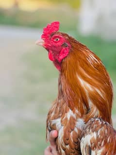 Masallah pure mianwali breed murga for sale ha