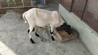 12 months male for sale qurbani me
