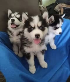 husky male / female puppies/03234414509 WhatsApp