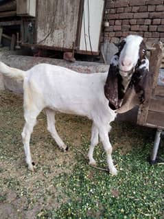 khassi beautiful bakra