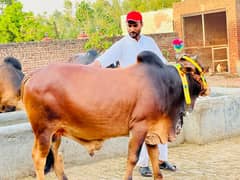 2 Dant bachry/bull kurbani 2025 ky liya lahore city ma available hn
