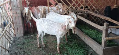 tedda bakra jori , dumba ,chatra , makhi cheene bakre