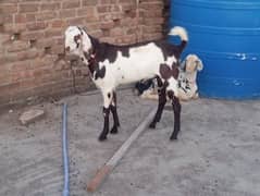 qurbani 2025 k lye.