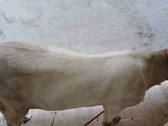 2 dant khassi bakra