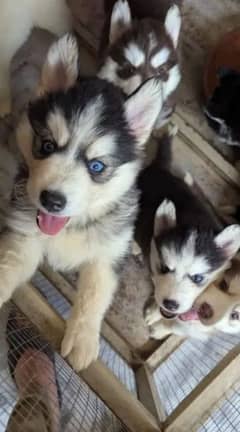 husky male / female puppies/03234414509 WhatsApp