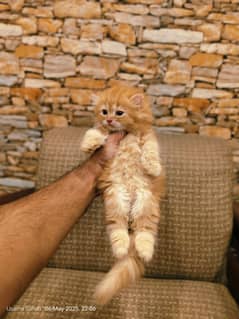 Persian Ginger Kitten