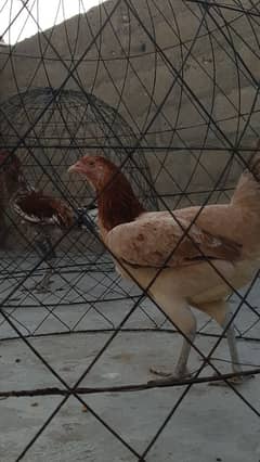 aseel murgi avalible