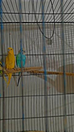 Astalion paroots breading pair