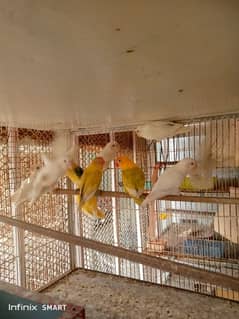 White java silver java Albino red eyes