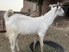 2 dant bakra