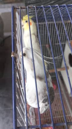 cockatiel pair with cage (trained to say 'Meithoo')