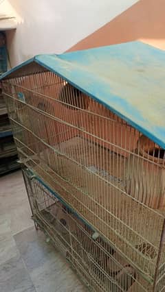 parrots cages