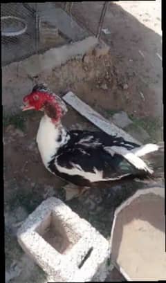 مسکوی