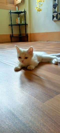Persian cat punch face