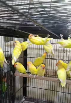 Creamino & Decino Lovebirds for sale