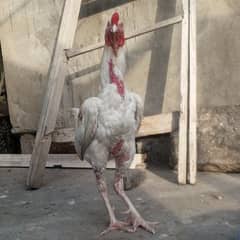 Aseel white breeder